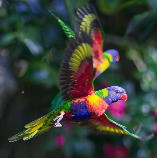 Perroquet Coloré Dans Zoo — Photo