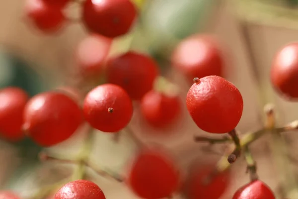 Red Berries Branch — Stock Photo, Image