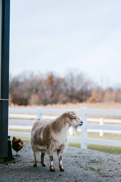 Uma Cabra Branca Jovem Fazenda — Fotografia de Stock