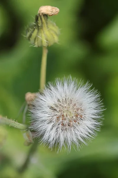 Pampeliška Květin Pozadí Zelené Trávy — Stock fotografie