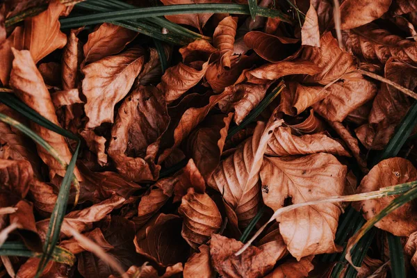 Folhas Outono Fundo Madeira — Fotografia de Stock