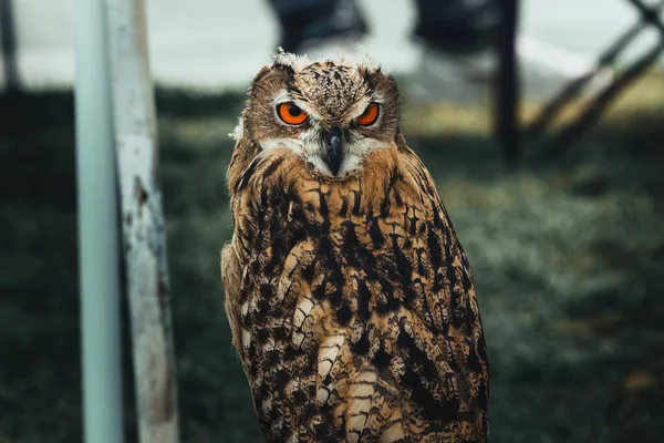 Eule Wald — Stockfoto