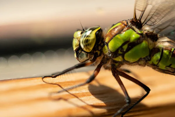 Nahaufnahme Von Wanzen Der Wilden Natur — Stockfoto