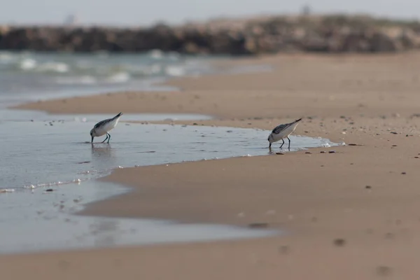 Eine Schöne Aufnahme Von Vögeln Meer — Stockfoto