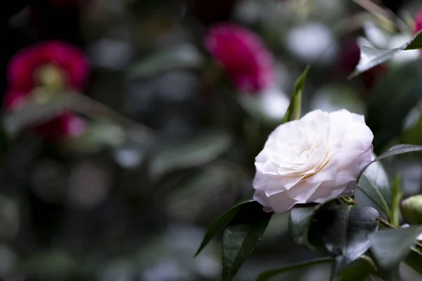 Mooie Kleurrijke Bloemen Groeien Tuin — Stockfoto