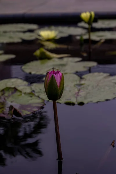Красива Квітка Лотоса Ставку — стокове фото