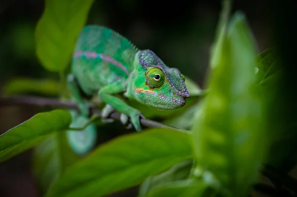 Green Iguana Branch — Stock Photo, Image