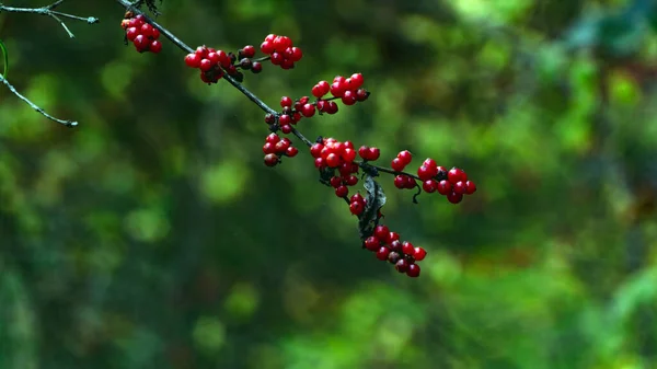 Red Berries Tree — Stock Photo, Image