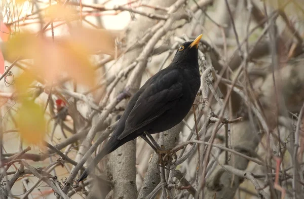 Bird Forest — Stock Photo, Image