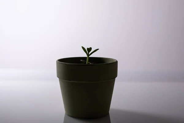 Зеленое Растение Горшке Белом Фоне — стоковое фото