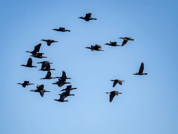 一群鸟儿在天空中飞翔 — 图库照片