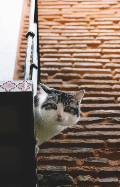 Katze Auf Der Straße — Stockfoto