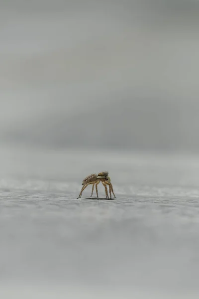 배경에서 잠자리를 가까이 — 스톡 사진