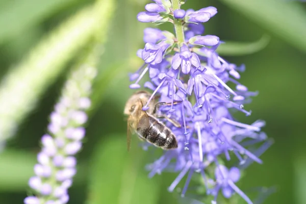蜜蜂在花 — 图库照片