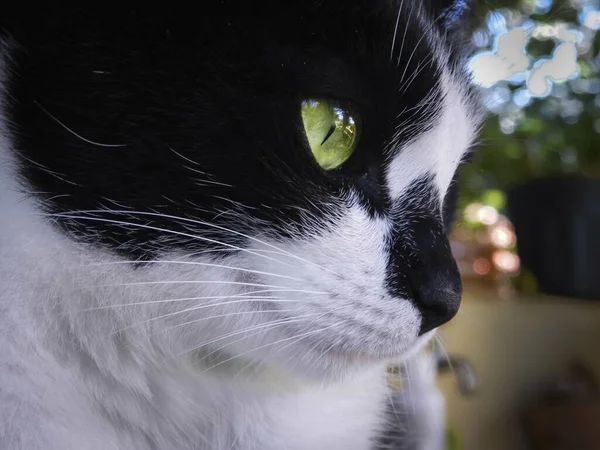 Chat Noir Blanc Avec Grands Yeux — Photo