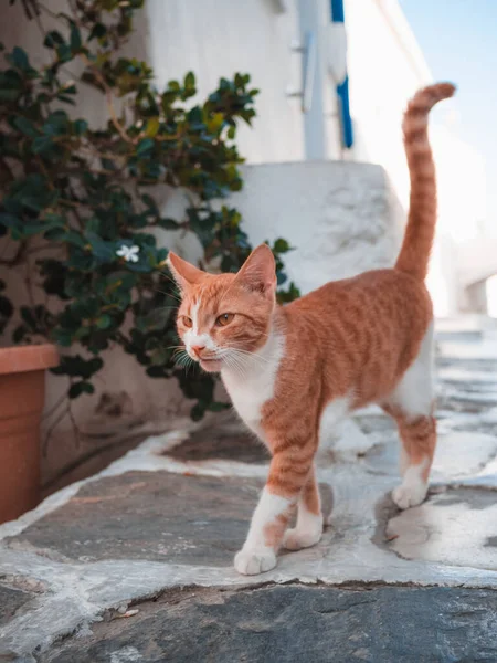 Sokaktaki Sevimli Kedi — Stok fotoğraf