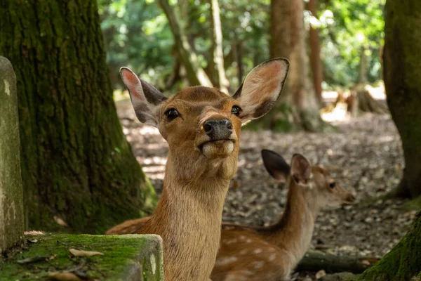 Cervos Jovens Floresta — Fotografia de Stock