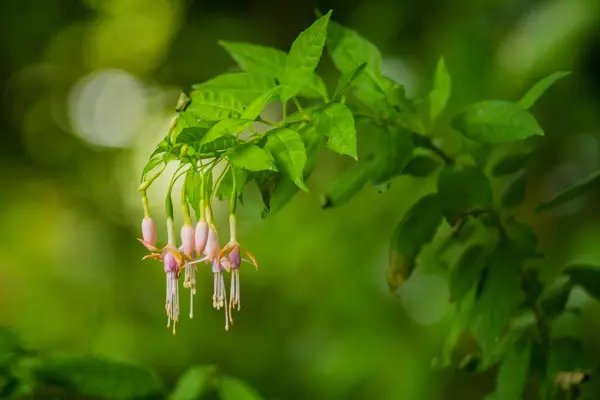 Piękny Botaniczny Strzał Naturalna Tapeta Roślina — Zdjęcie stockowe