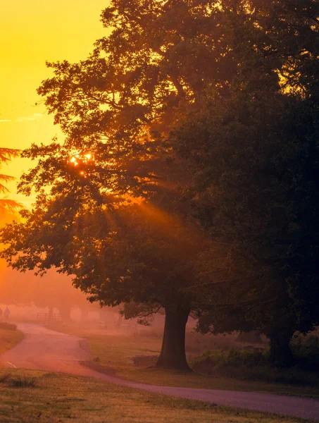 Prachtig Herfstlandschap Met Bomen Bladeren — Stockfoto