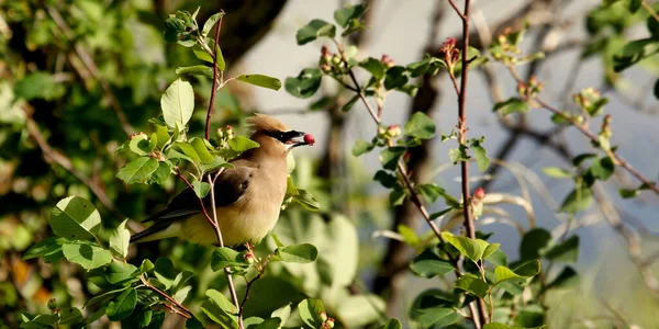 Gambar Indah Burung Muda Habitat Alami — Stok Foto