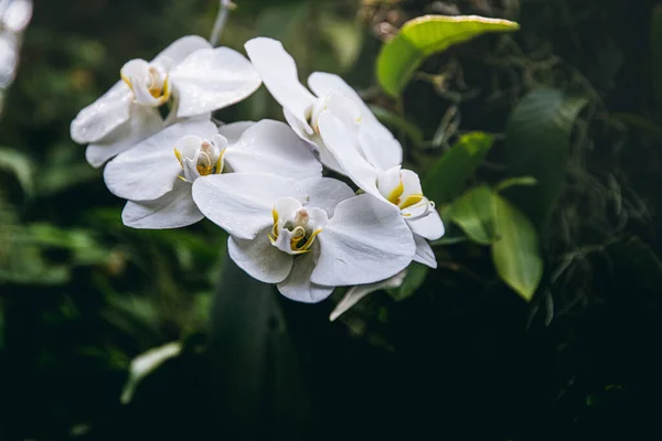 Ботанічний Постріл Квіти Крупним Планом — стокове фото