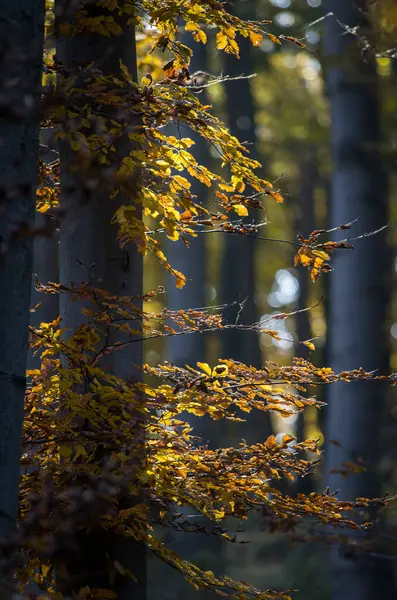 Autumn Forest Yellow Leaves — Stock Photo, Image