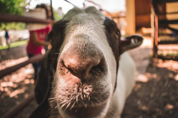 Tiro Close Uma Vaca Bonita Uma Fazenda — Fotografia de Stock