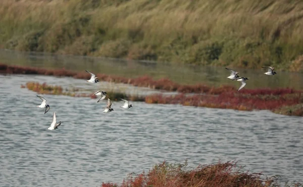 Flock Birds Lake — Stock Photo, Image