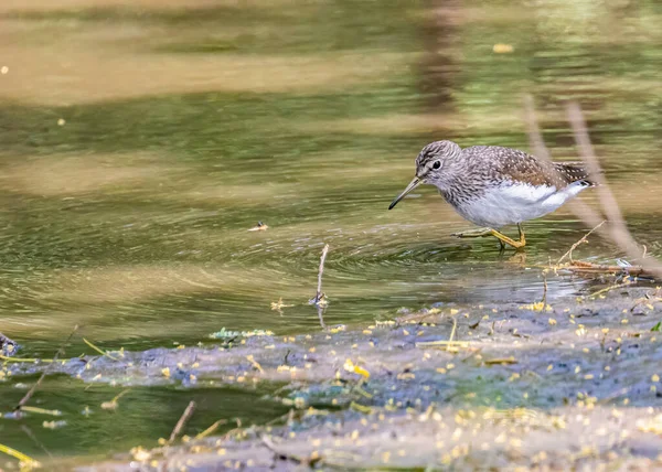 Oiseau Est Assis Sur Rivage Rivière — Photo