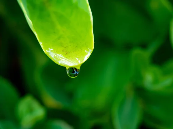Green Leaf Dew Drops Leaves — Stock Photo, Image