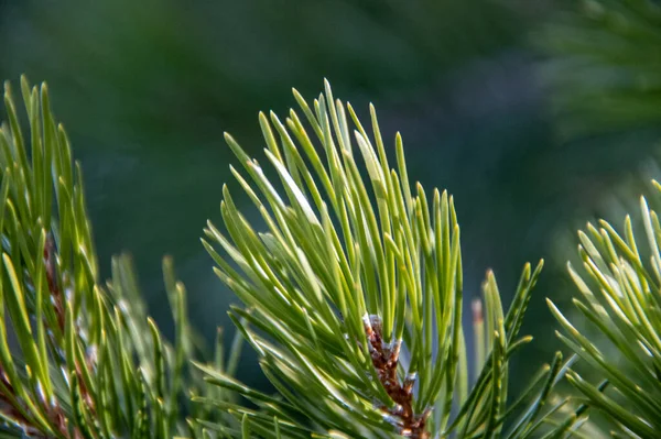 Vue Rapprochée Branche Sapin Sur Arbre — Photo