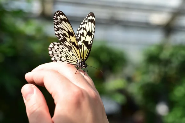 Vlinder Een Vrouwelijke Hand — Stockfoto