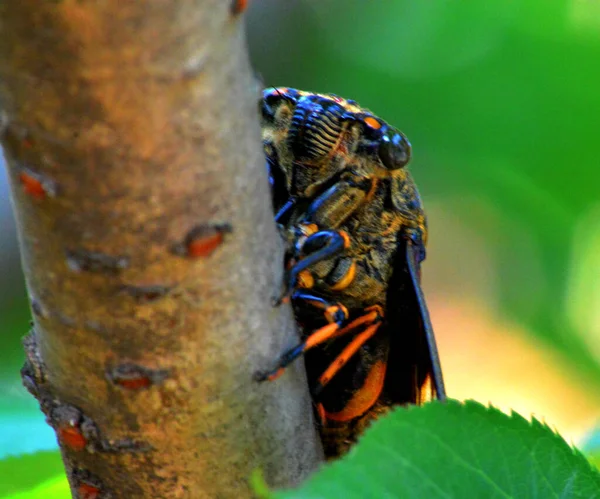 Macro Shot Bug Leaf — Stock Photo, Image