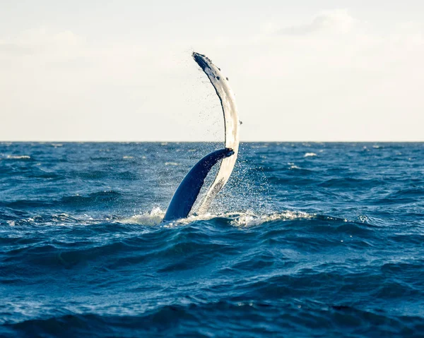 바다에 돌고래 — 스톡 사진