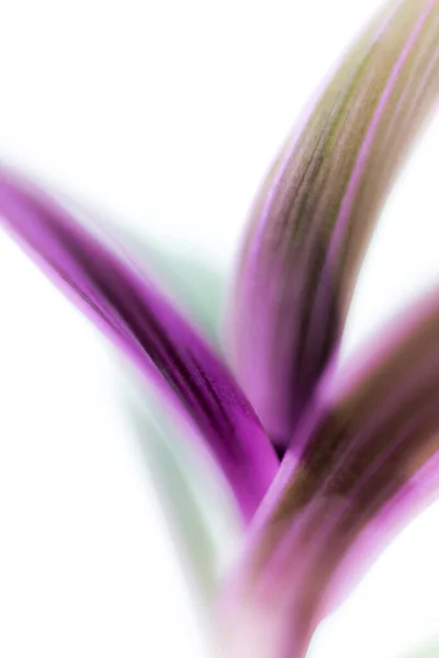 Vacker Lila Blomma Med Ljus Bakgrund — Stockfoto