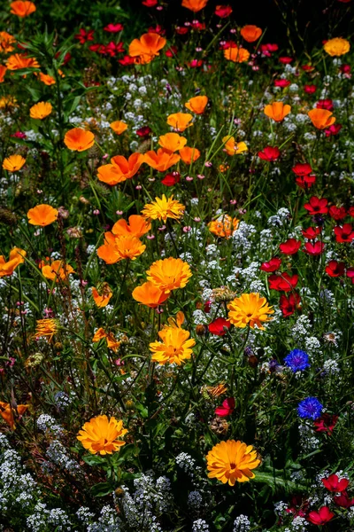 Vackra Blommor Trädgården — Stockfoto