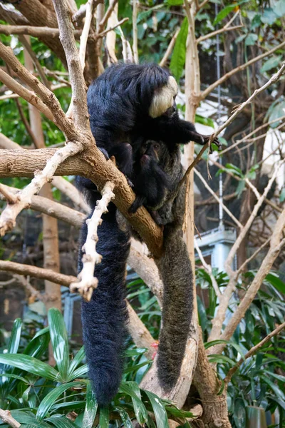 Closeup Shot Black White Monkey Sitting Tree — Stock Photo, Image