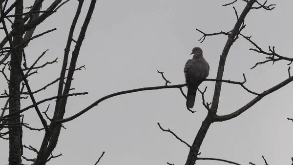 Schwarze Krähe Sitzt Auf Dem Baum — Stockfoto