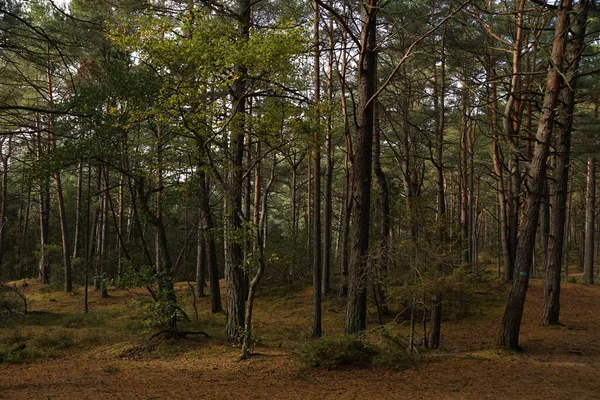 Bela Paisagem Com Árvores Floresta — Fotografia de Stock