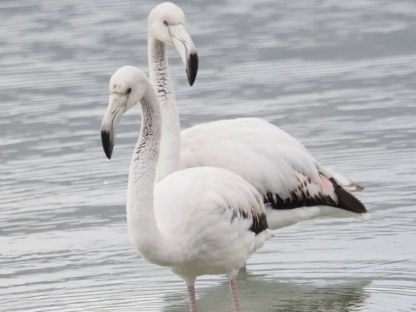 Cisne Blanco Lago — Foto de Stock