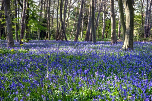 Schöne Blumen Wachsen Garten — Stockfoto