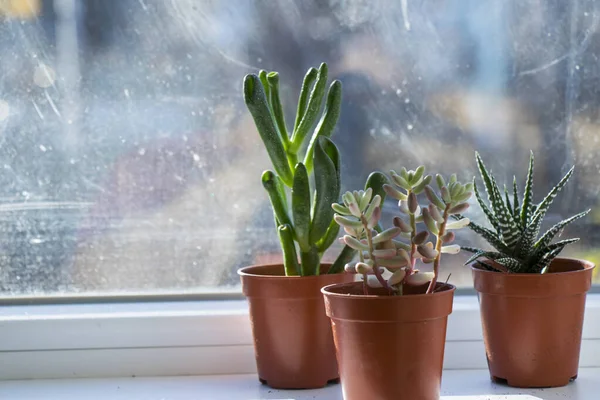 Plantes Vertes Dans Des Pots Sur Fond Bois — Photo