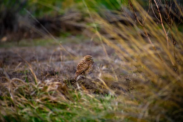 Een Close Shot Van Een Mooie Vogel — Stockfoto