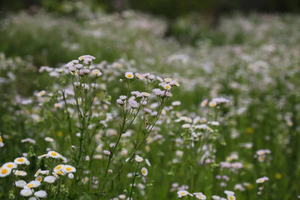 Schöne Blumen Garten — Stockfoto