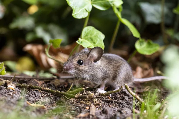 Söt Liten Baby Kanin Trädgården — Stockfoto