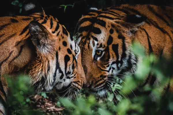 Τίγρεις Της Βεγγάλης Στο Ζωολογικό Κήπο — Φωτογραφία Αρχείου