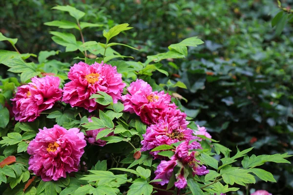 庭で育つ美しい色とりどりの花たち — ストック写真