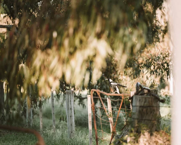 Tiro Close Uma Bela Grama Branca Amarela Campo — Fotografia de Stock