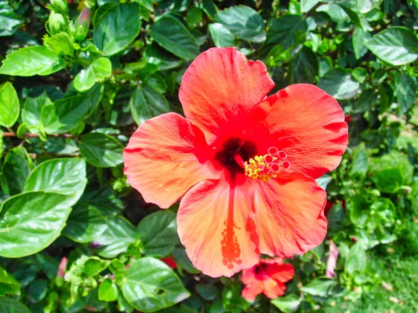 Piękny Czerwony Kwiat Hibiskusa Ogrodzie — Zdjęcie stockowe