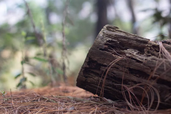 Ormanda Bir Odun Yığını — Stok fotoğraf